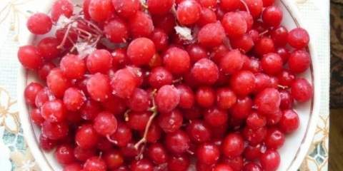 Kako napraviti tinkturu od viburnuma